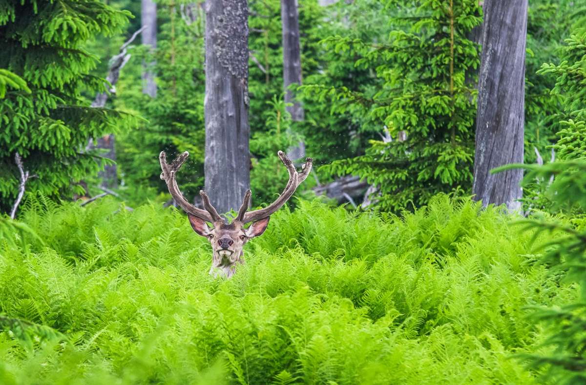 Eindrucksvoller Fotoband über den Naturpark: Im Bayerischen Wald