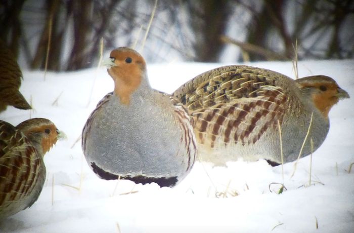 Naturschutz auf den Fildern: Dank Schutzgebieten hat der seltene Vogel eine Chance