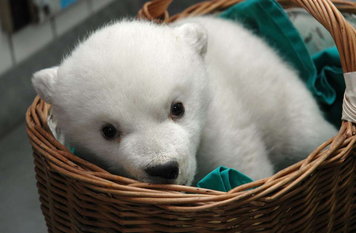 So süß war Wilbär als Eisbärenbaby. Am 10. Dezember 2007 kam er in Stuttgart zur Welt.
