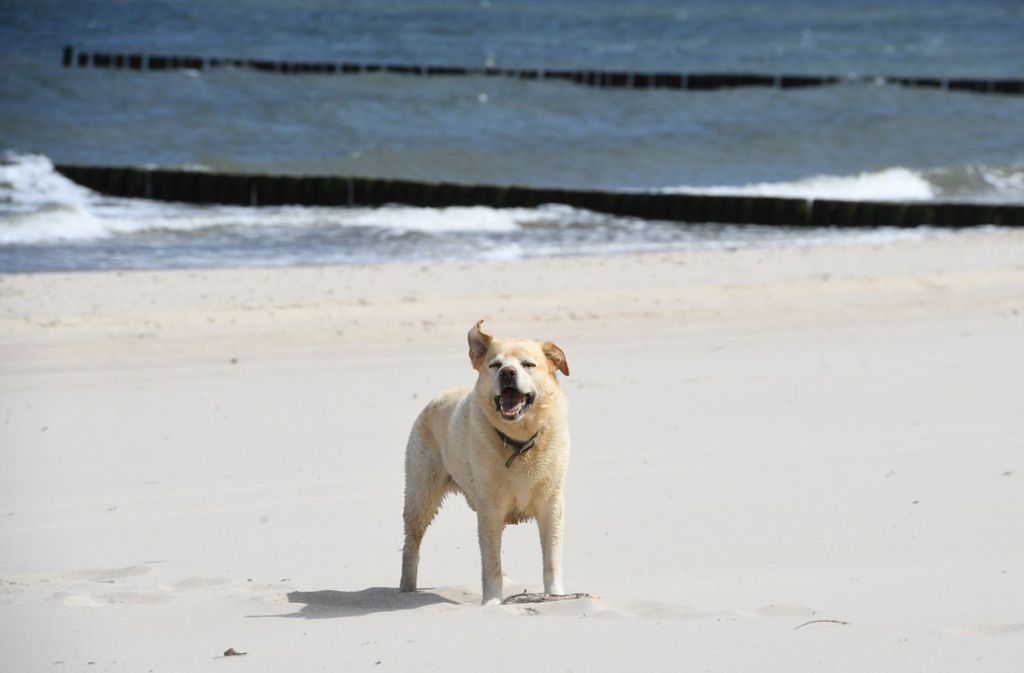 Ein  Hund steht an einem menschenleeren Strand auf der Ferieninsel Usedom in Mecklenburg-Vorpommern. Bald soll der Tourismus in dem Bundesland wieder hochlaufen – natürlich mit Beschränkungen. Foto: dpa/Stefan Sauer