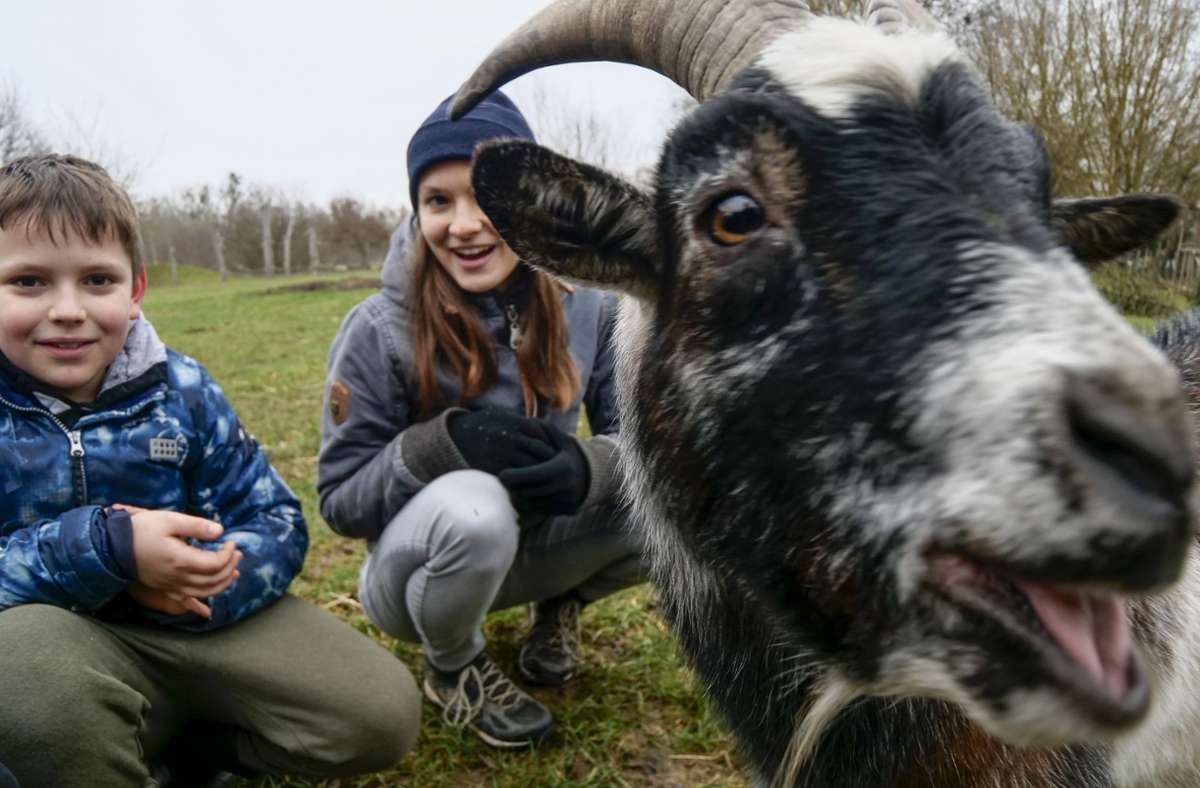 Beim Tierführerschein auf der Jugendfarm in Kornwestheim geht es darum, den richtigen Umgang mit Ziegen, Schafen und anderen Tieren zu erlernen. Fynn ist mit Begeisterung bei der Sache. Studentin Sina Ludwig betreut das Projekt zusammen mit einer Kommilitonin.