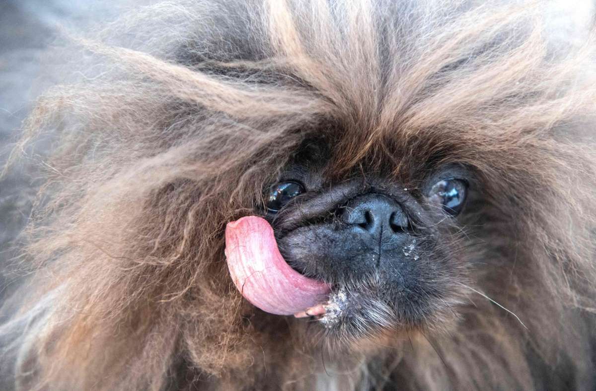 „Mr. Happy Face“: Mischling zum hässlichsten Hund der Welt gekürt