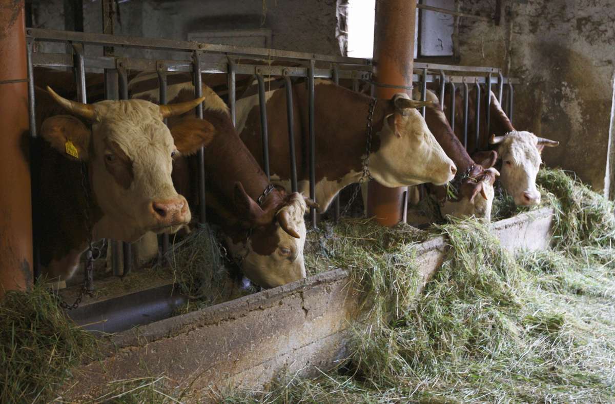 Bei Kühen entsteht bei der Verdauung Methan – das Treibhausgas ist deutlich klimaschädlicher als Kohlenstoffdioxid. Die Tierhaltung trägt so zum Klimawandel bei. Foto: imago/K. Hinze