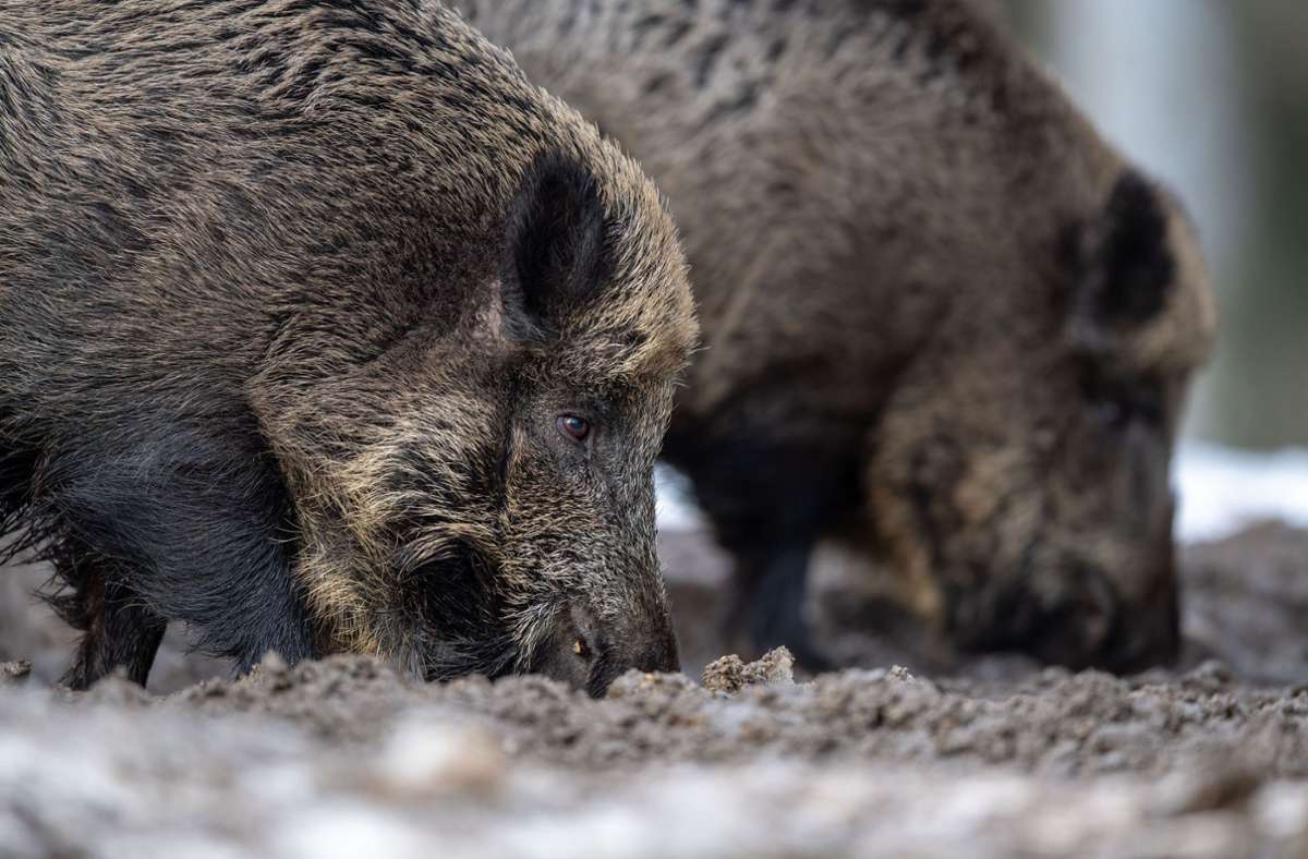 Vorfall am Adenauerring: Wildschweine stören Karlsruher Stadtverkehr