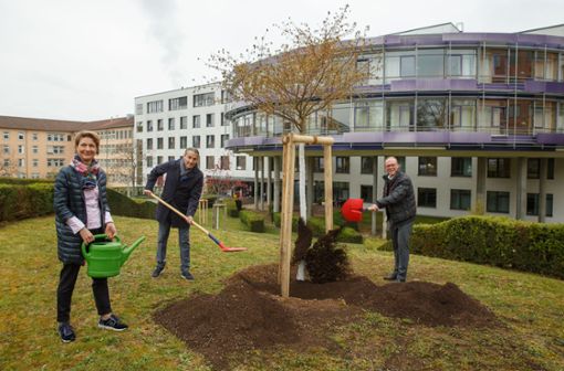 Bürgermeisterin Alexandra Sußmann, Alexander Hewer  und Bürgermeister Thomas Fuhrmann  (von links) pflanzen den Gedenkbaum. Foto: Lichtgut/Leif Piechowski (z)