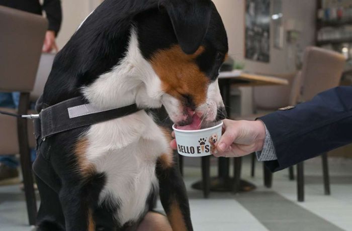 Eis für Hunde in Marbach: Eisdiele macht jetzt auch Hunde glücklich