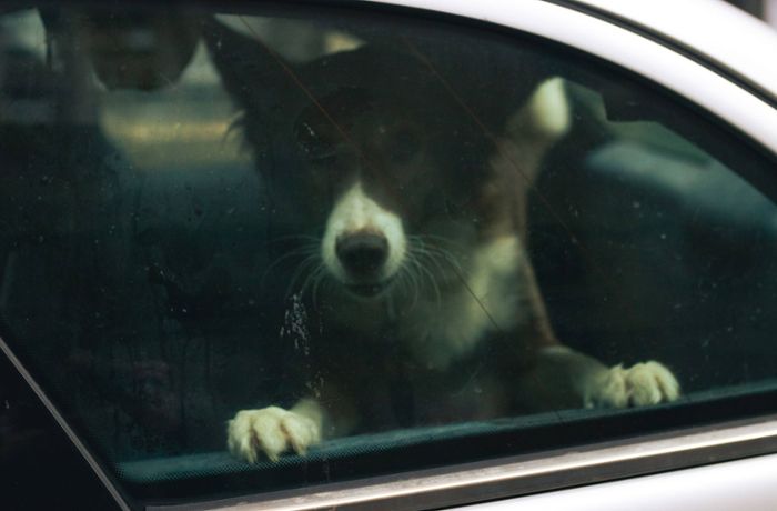 Kreis Heilbronn: Polizei rettet Hund aus Auto