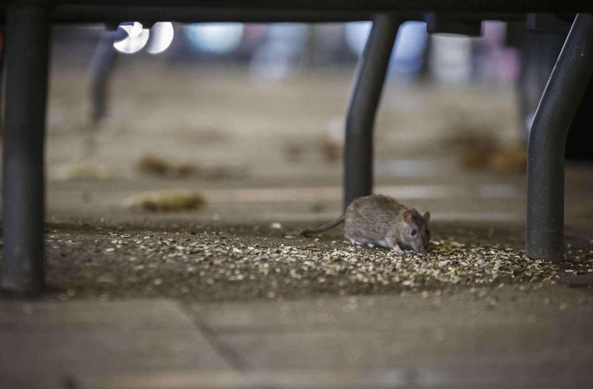 Stuttgart bei Nacht: Übernehmen die Ratten das Kommando?