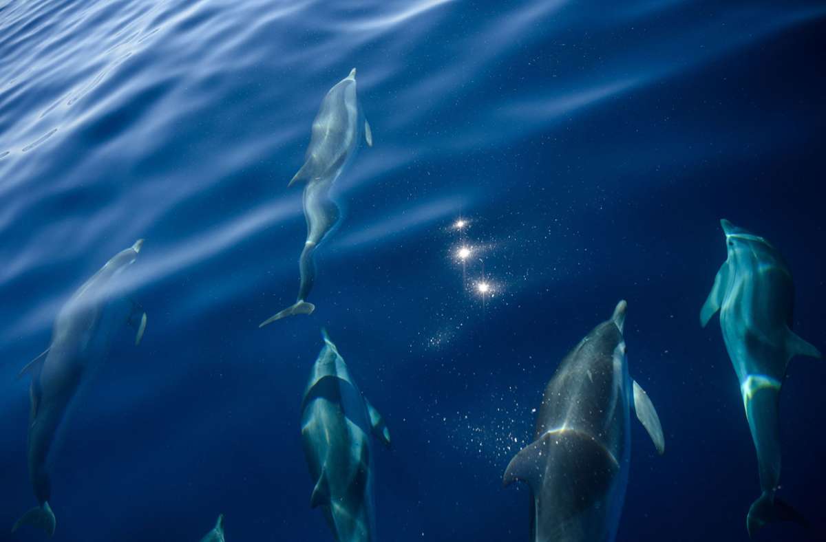 Empörung über  Jagd auf Färöer-Inseln: Hunderte Delfine in Fjord getrieben und getötet