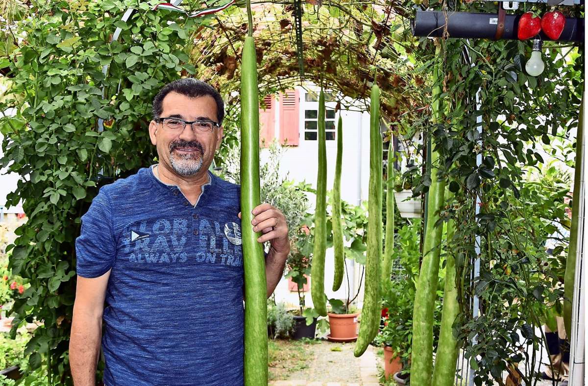 Gärtner in Obertürkheim: „Kleiner Italiener“ züchtet langen Kürbis