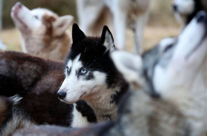 Schlittenhunde werden untersucht: Erstickt oder vergiftet?