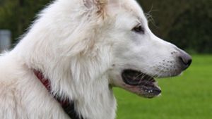 Hund beißt Jogger – Halter reagieren nicht