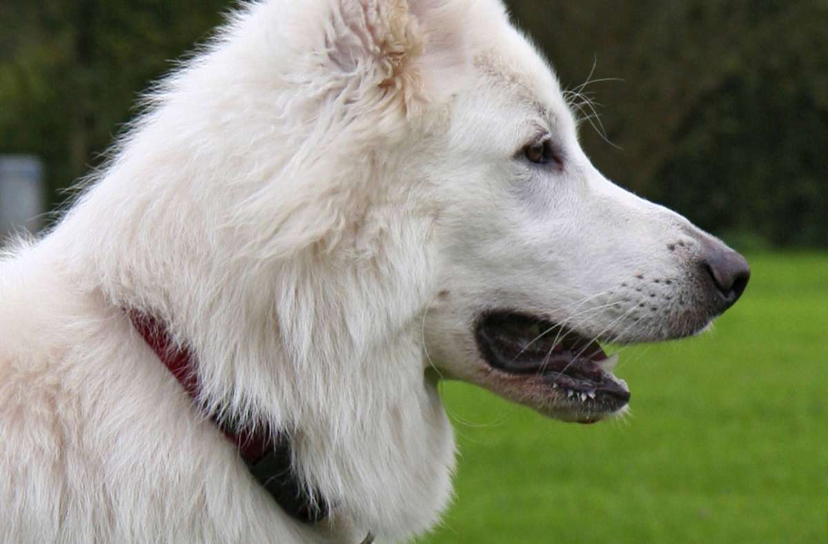Backnang: Hund beißt Jogger – Halter reagieren nicht
