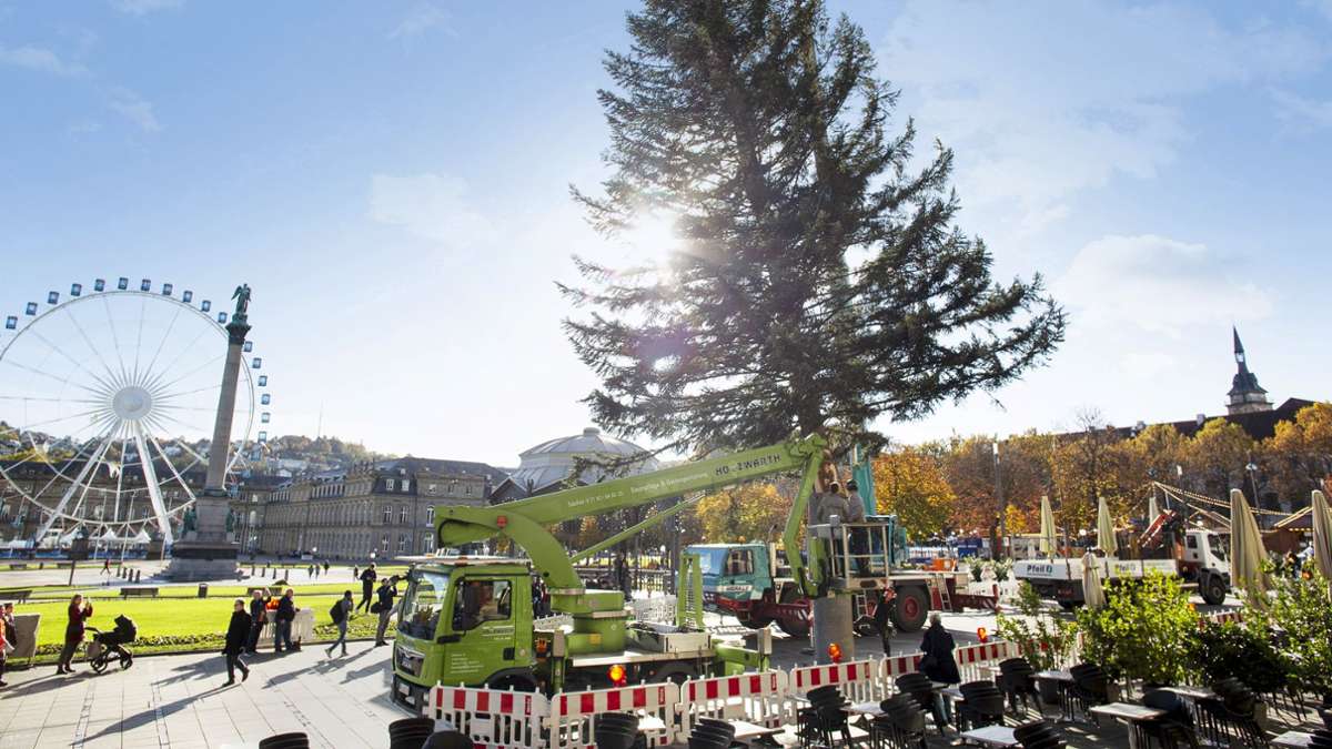 Riesenrad und  Weihnachtsbaum: die Weißtanne ist jetzt auf dem Schlossplatz frisch gesetzt, eine Vorbotin  des Weihnachtsmarkts.