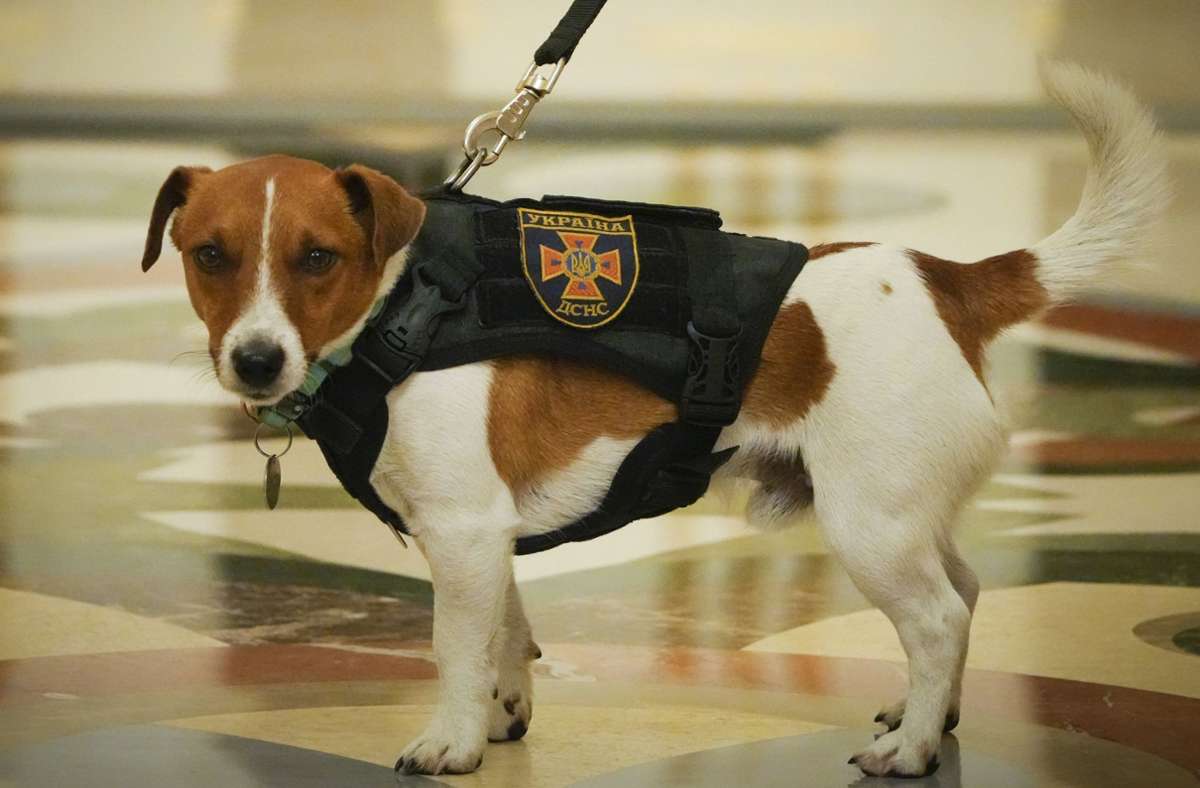 Krieg in der Ukraine: Minensuchhund mit Medaille ausgezeichnet