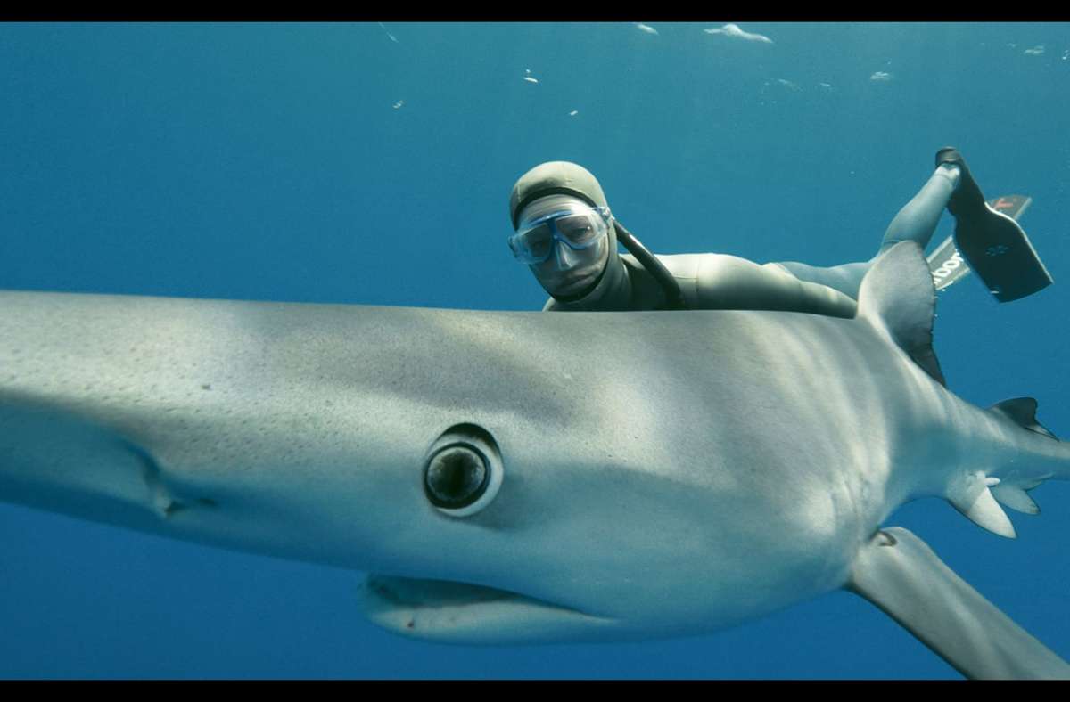 Unterwasser-Abenteuerin: Anna von Boetticher mit einem Blauhai vor den Azoren.