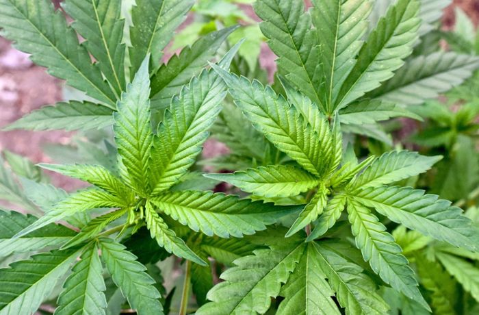 Cannabis-Studie: Legalisierung würde Staat jährlich Milliarden einbringen