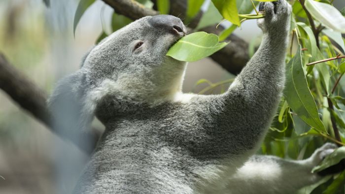 Koalas mit ä