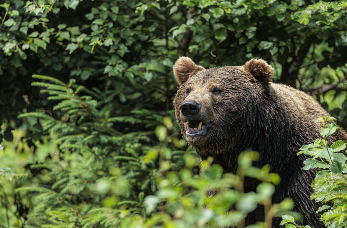 Slowakei: Braunbär verletzt Jogger auf Wanderweg