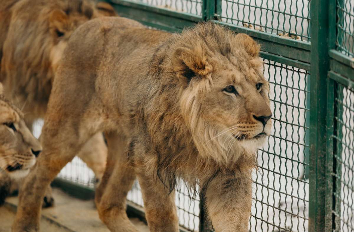 Vorfall in Osnabrück: Löwe verletzt junge Tierpflegerin in Zoo schwer