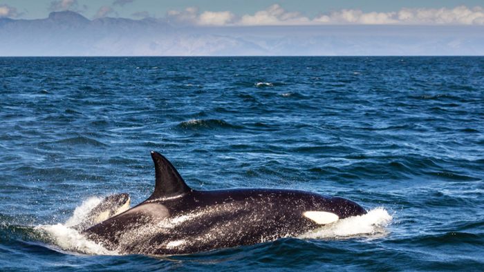 „Bahnbrechender Einblick“:  Einzelner Orca tötet Weißen Hai