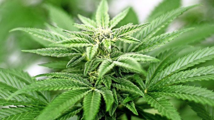 Grenzwerte für Cannabisbesitz angehoben - Handel weiter verfolgt