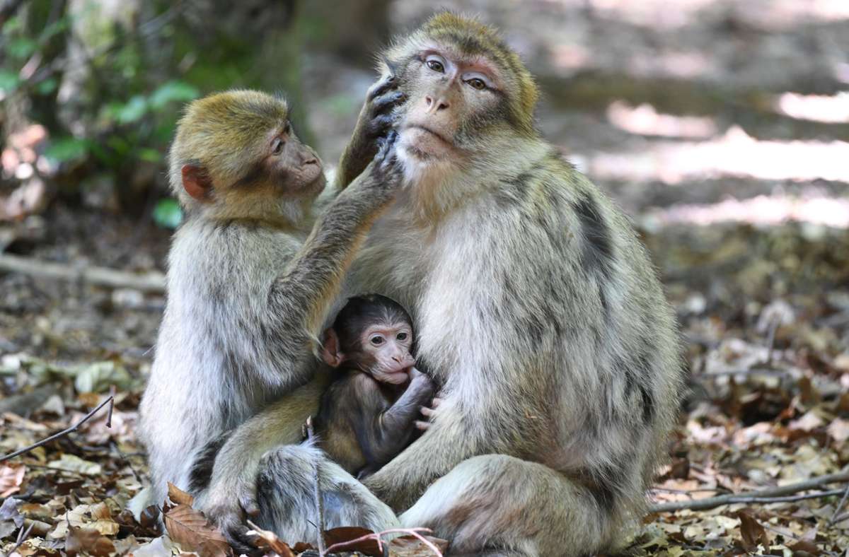 Mit Glück können Besucher den Affennachwuchs sehen.