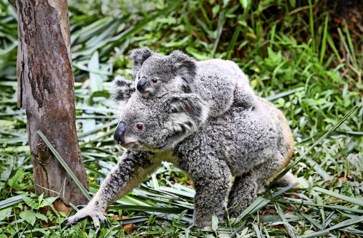 Wilhelma in Stuttgart: Die Mission Koala verzögert sich