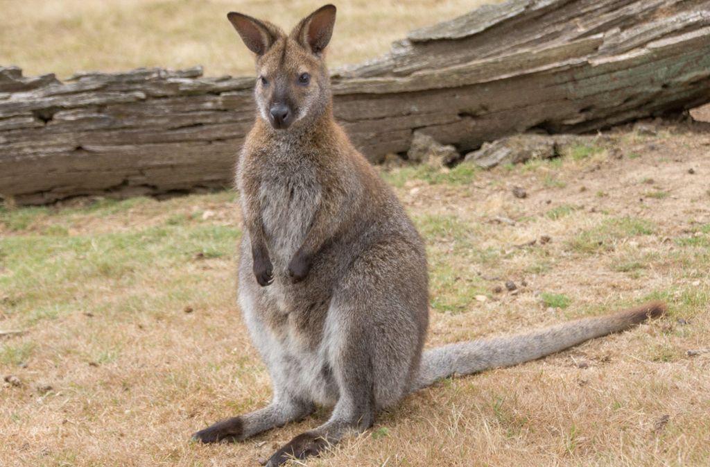 Wallaby in Horb am Neckar: Augebüxtes Mini-Känguru ist tot