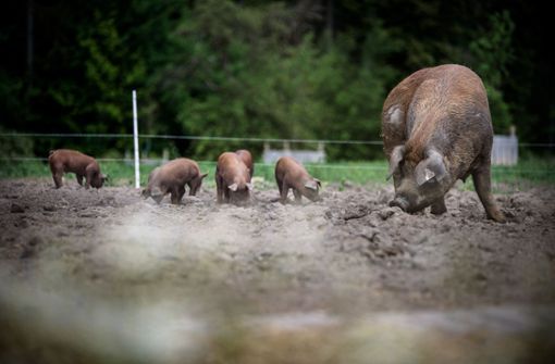 Die Schweine, hier Mama Rosi und ihr   Nachwuchs, haben auf der Weide  in Großerlach immer etwas zu tun. Hier gehen sie  einer  Lieblingsbeschäftigung nach: dem Wühlen. Foto: Phillip Weingand/geschichtenfotograf.de