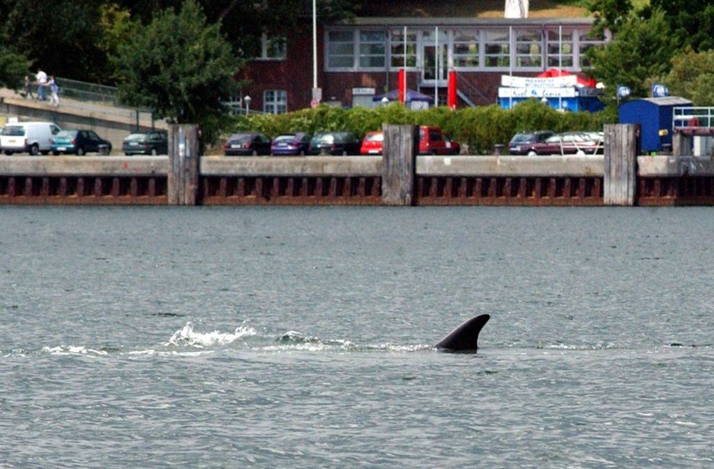 2003 hatte sich ein Finnwal in die Kieler Förde verirrt.
