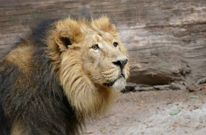 Löwe Subali im Nürnberger Tiergarten: Muss ein steriler Löwe sterben?