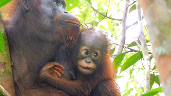 Freude über neues Orang-Utan-Baby im Auswilderungswald