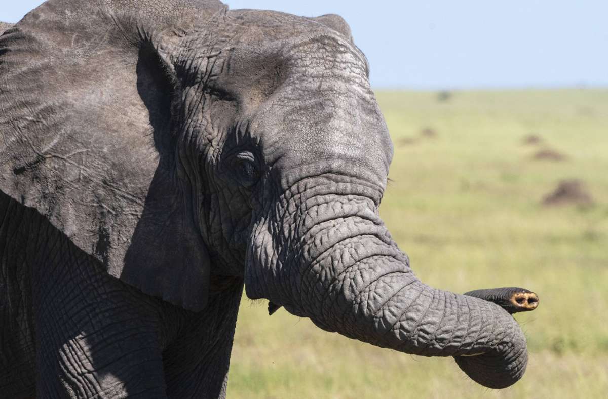 Elefanten ohne Stoßzähne: Wie ein Krieg die Evolution beschleunigte