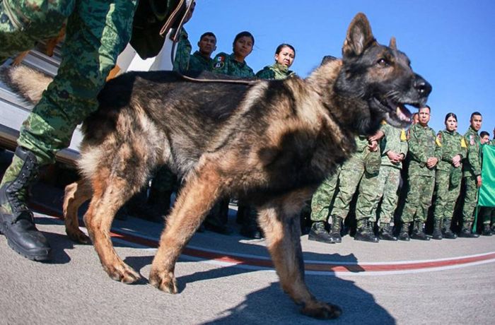 Erdbeben in der Türkei: Mexiko trauert um entsandten Rettungshund „Proteo“