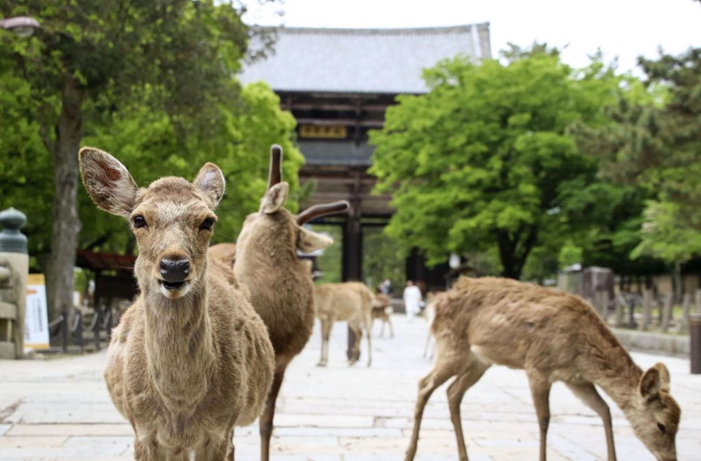 Keine Touristen wegen Corona-Krise: Hirsche erkunden Stadt in Japan