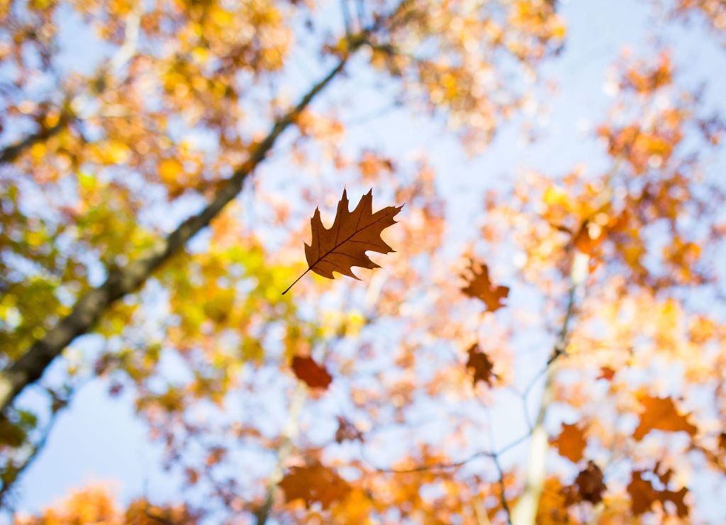 Es bleibt im Land trocken und mild, aber windig: Herbstlicher Start in die neue Woche