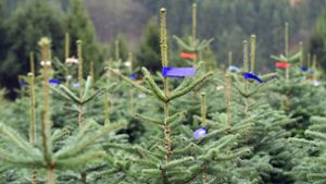 Unbekannte stehlen 76 Weihnachtsbäume