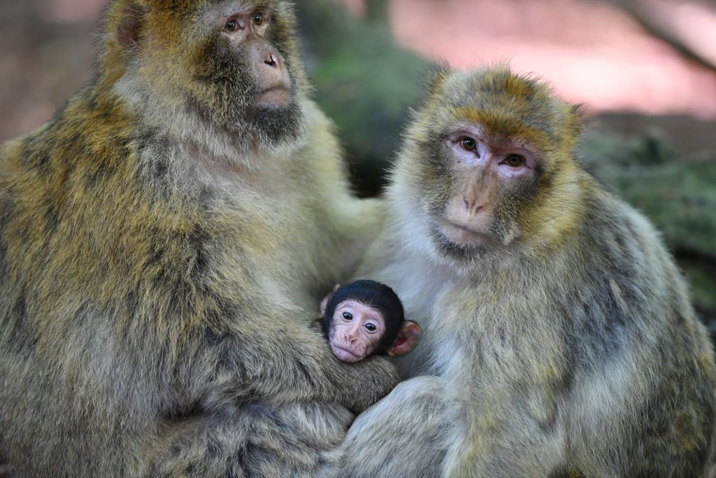 Freude über Nachwuchs auf dem Affenberg - Geburt auf Bäumen