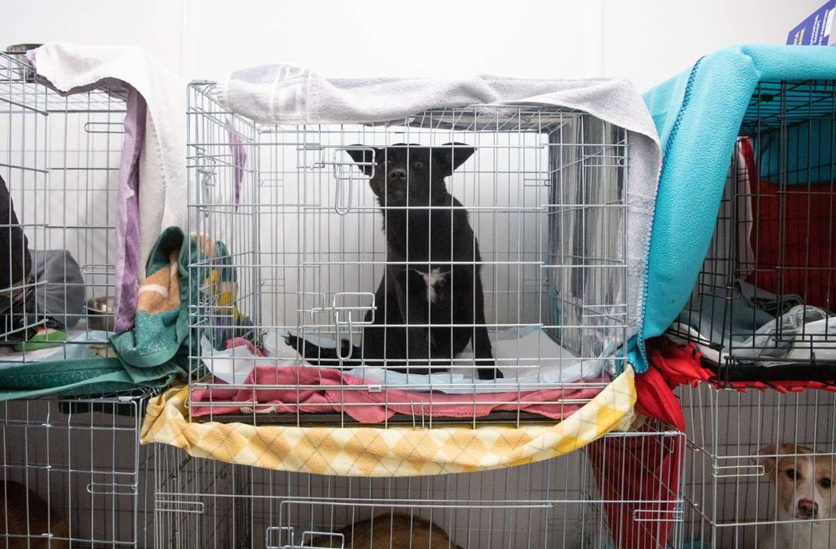 Flucht vor dem Krieg: Tierheime suchen Unterkünfte für ukrainische Haustiere