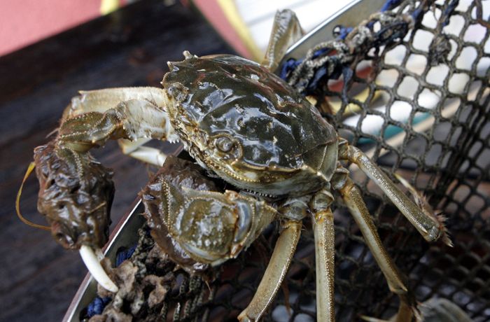 Weil am Rhein: Zollbeamte stoppen Einfuhr einer invasiven Krabbenart