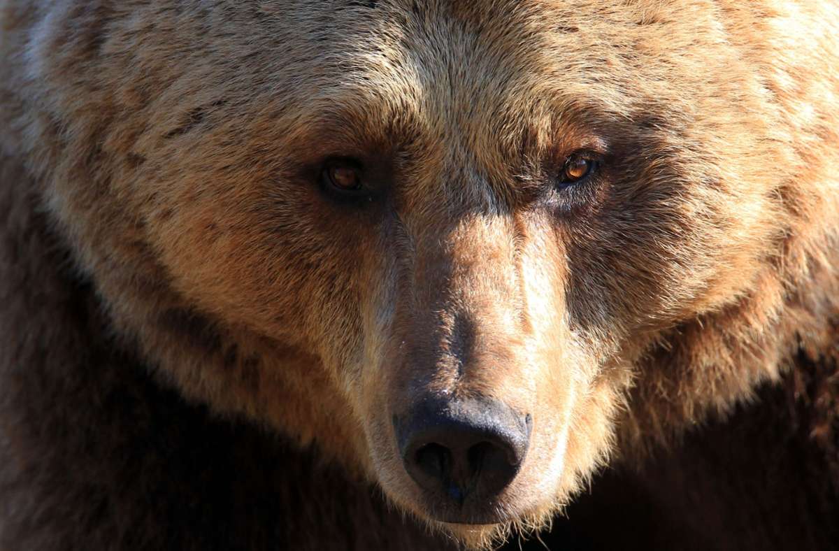 Alaska: Passagierflugzeug rammt bei Landung Braunbären