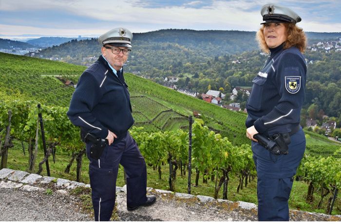 Weinbau in Hedelfingen: Feldschutz hütet während der Lese   die Weinberge