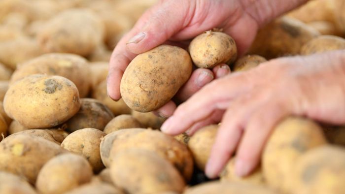 Kartoffelbauern im Land schlagen Alarm