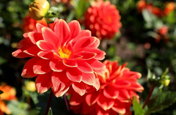 Blumenwettbewerb: Das ist  Stuttgarts schönste Dahlie