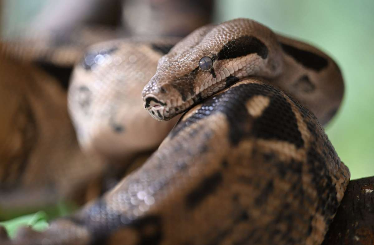 Reptilienhaus am Bodensee: Schlange bringt 42 Junge zur Welt