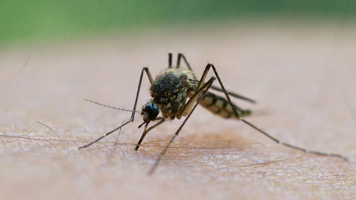 Warmes Wetter: Früher Start der Stechmückensaison