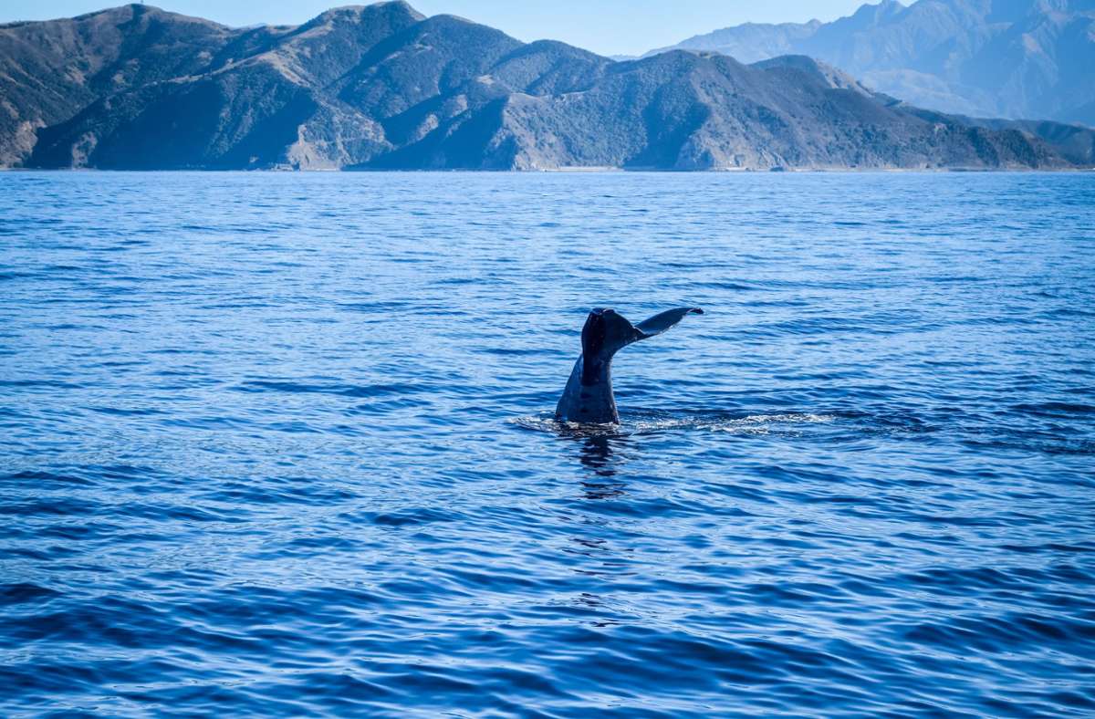 Unglück in Neuseeland: Gegen Wal geprallt? Fünf Menschen sterben bei Bootsunglück