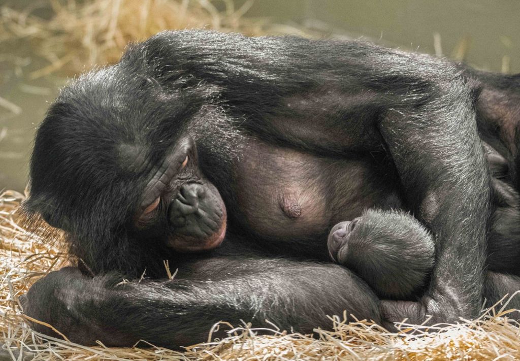 Kinderüberraschung im Menschenaffenhaus der Wilhelma: Wilhelma: Bonobo-Baby unerwartet geboren