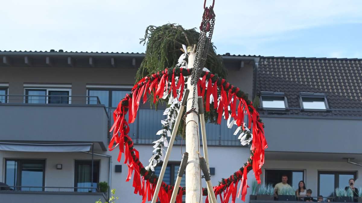 Tradition in Marbach: Der 800 Kilo schwere Maibaum steht